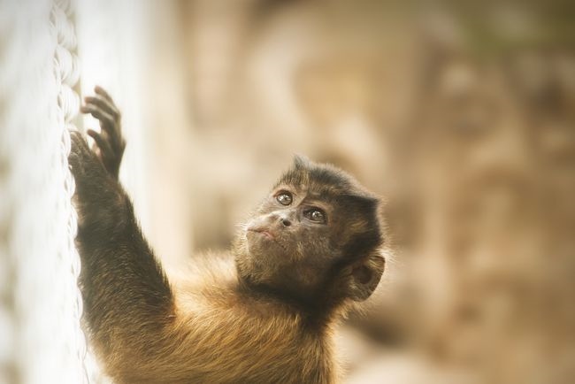 022猴人全年运势，2022猴年运程1980年"