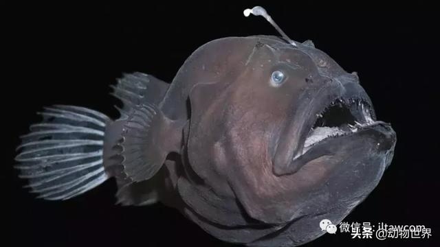 动物之间怎么交流，动物之间打招呼的方式