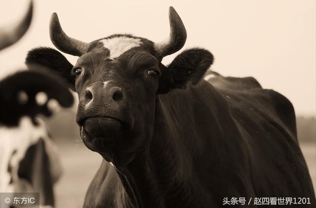 土龙和土蛇婚姻怎么样，婚姻到什么程度该离婚