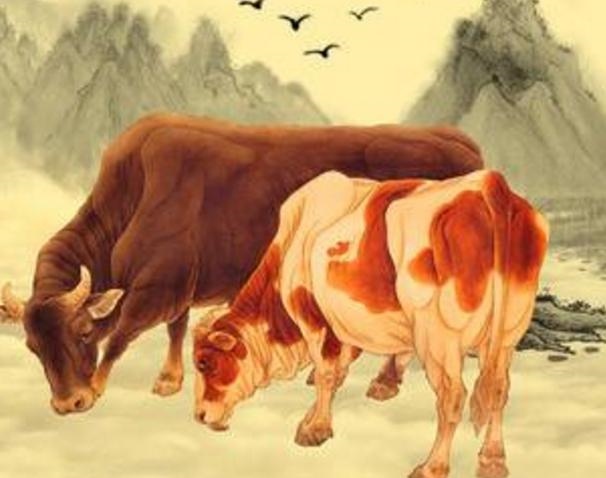 973年属牛一生运势,1973年属牛2022