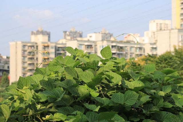 976年属龙一生坎年是哪几年,1976年的龙45岁后的财运"