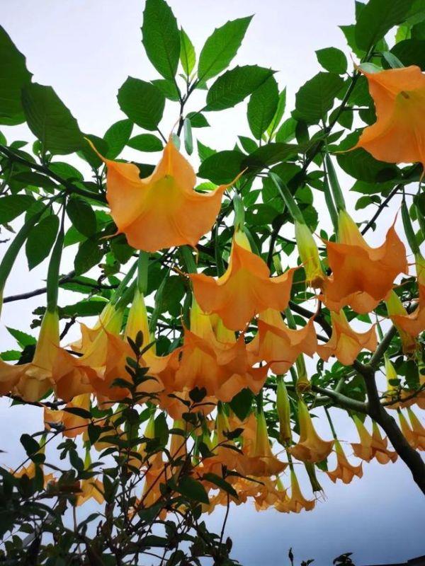 998属虎最忌几月出生，属虎出生更好六个吉日"