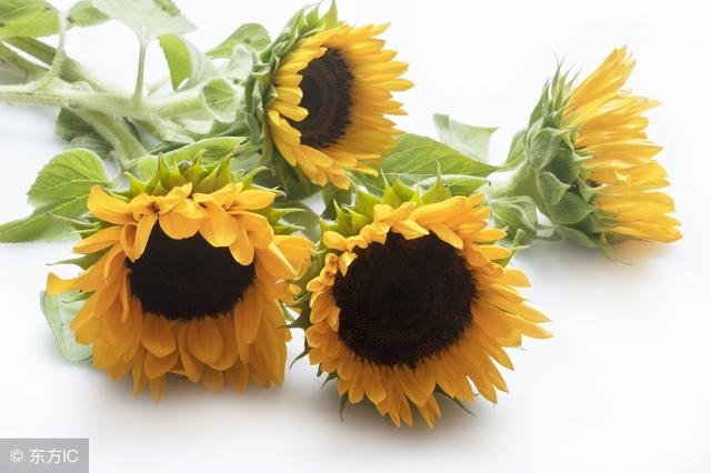 属猴和属牛的合不合得来,猴和牛合不合子女关系