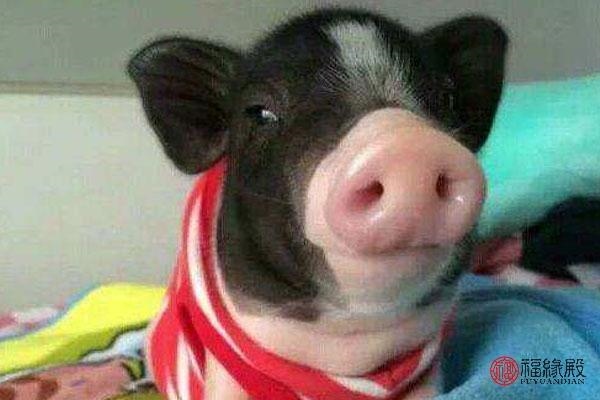 977年婚姻搭配属相,1977属蛇和87年属兔合作"