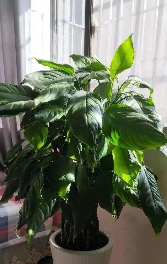 998属虎最忌几月出生，属虎出生更好六个吉日"