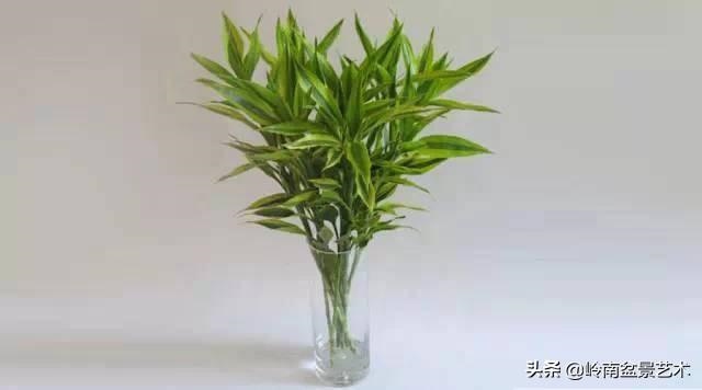 属龙和属猪的财运如何，猪和龙相克吗