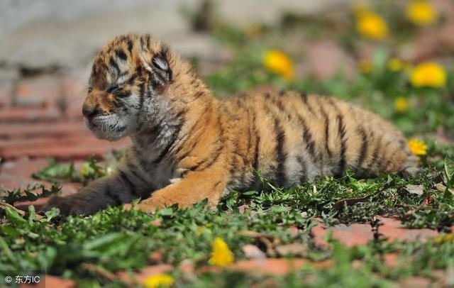 986年苦命虎,1986年虎"