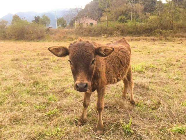 牛宝宝午时出生好吗，女命属牛午时出生好吗