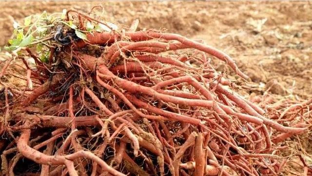 野生丹参图片大全大图，丹参泡水喝的功效与作用