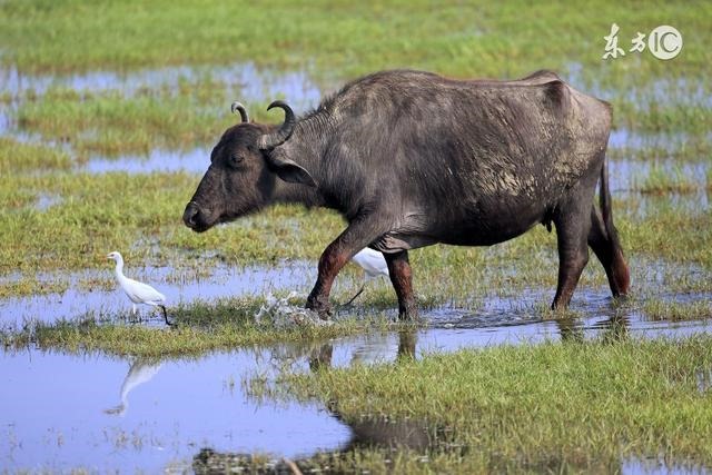 属牛男几月份出生命好，生辰八字五行查询
