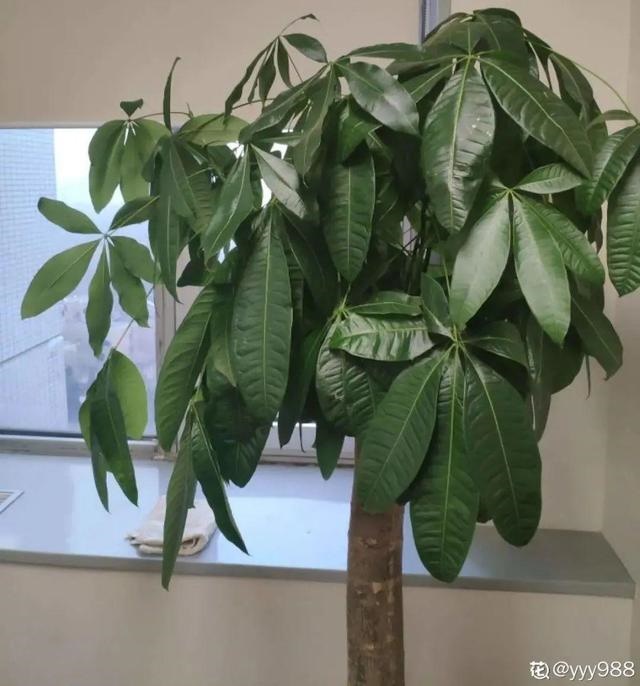 998属虎最忌几月出生，属虎出生更好六个吉日"