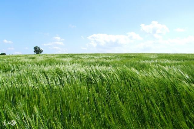 十一月属兔的人命运如何，87年属兔几月命苦