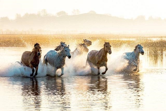 马的繁殖方式是什么，牛的繁殖每方式是什么