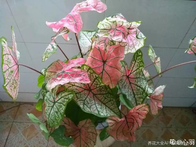 000女属龙和什么最配，2000年属龙的更佳配偶"