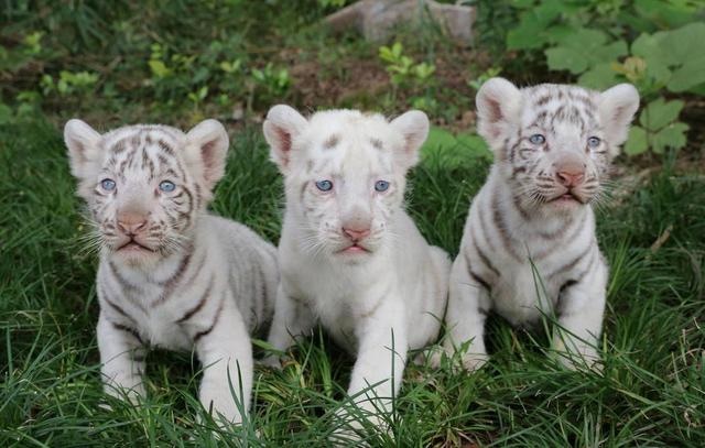 动物是怎样配偶的狗，小狗被大狗配了会难产吗