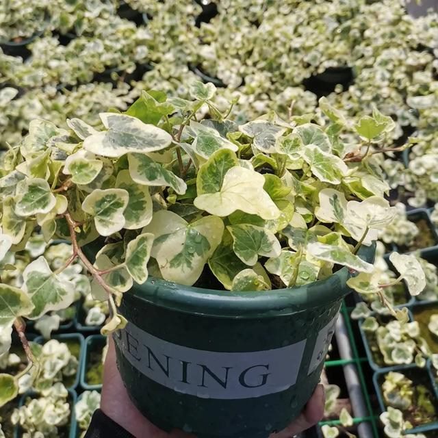 000女属龙和什么最配，2000年属龙的更佳配偶"