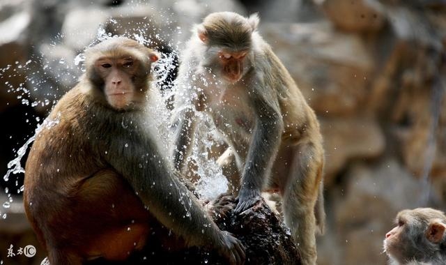 属猪男和属龙女的婚姻相配吗，属猪与属龙的合不合