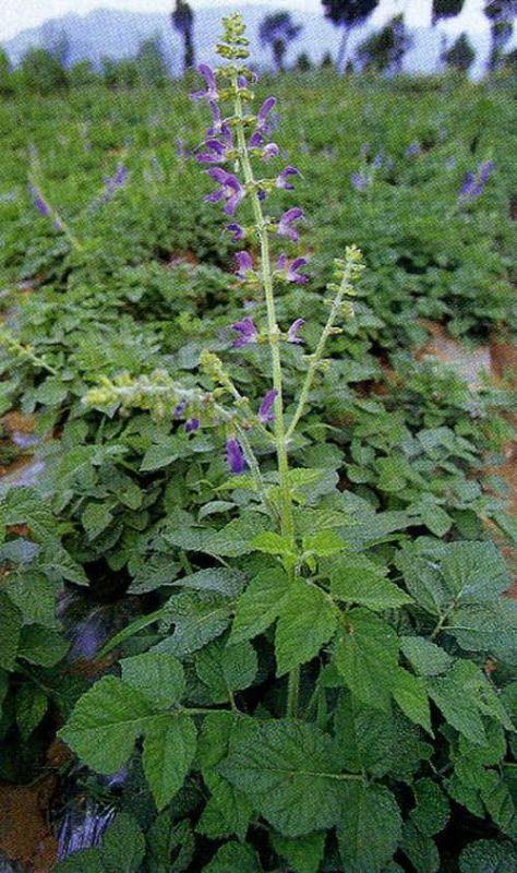 野生丹参图片大全大图，丹参泡水喝的功效与作用