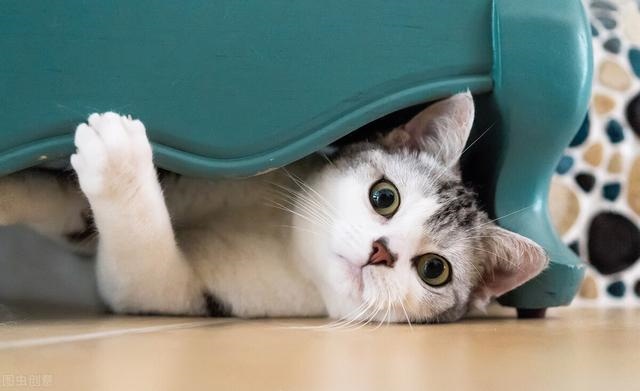 动物与动物之间是怎么交流的，动物是如何交流的