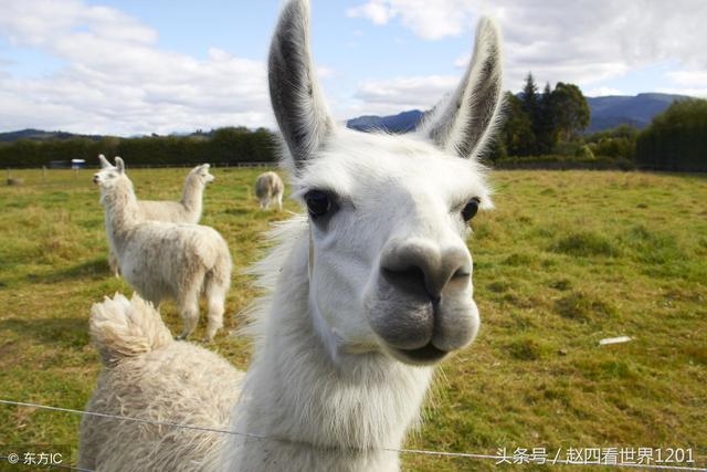 土龙和土蛇婚姻怎么样，婚姻到什么程度该离婚