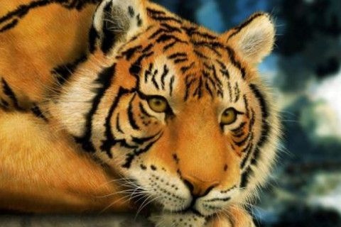 属虎人的婚配属相,属虎的婚姻和什么属相更好