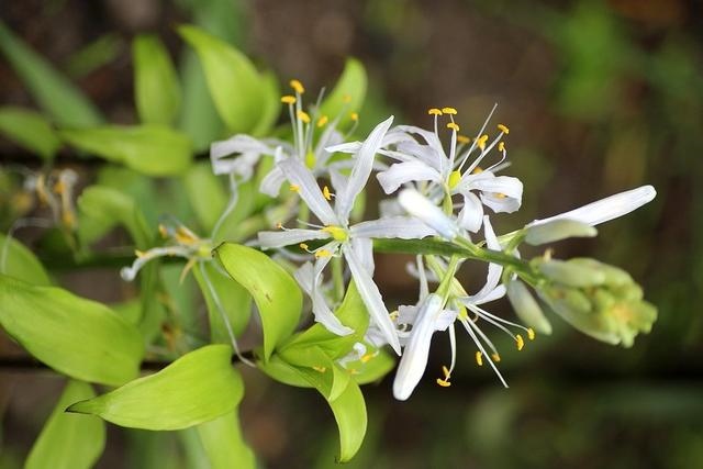 022年整体运势排行榜的星座，星座运势"