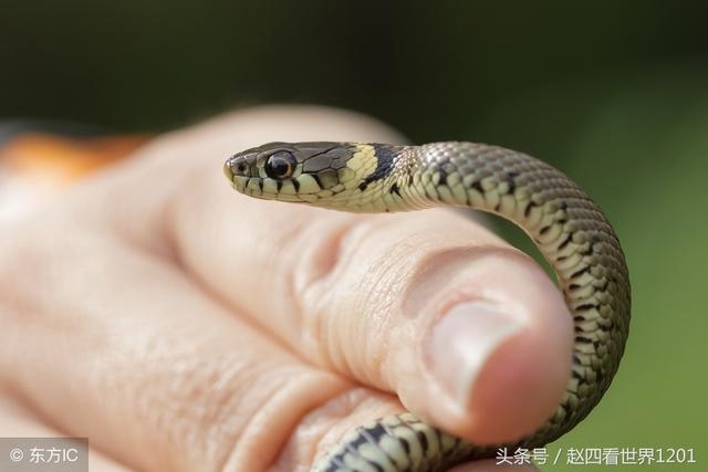 土龙和土蛇婚姻怎么样，婚姻到什么程度该离婚