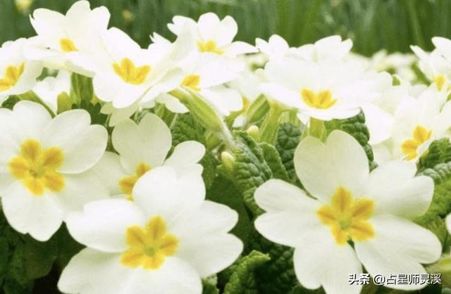 七月的蛇命运如何，几月的蛇命运更好