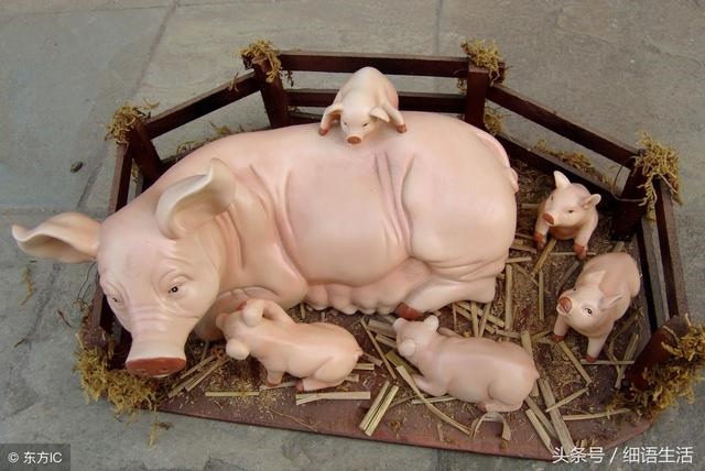 男猪女蛇结婚有什么后果，男猪女蛇相克的后果