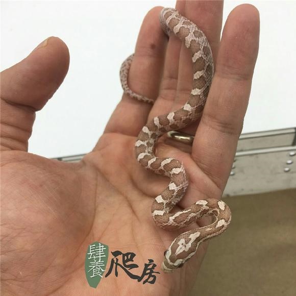 属蛇佩戴什么运气更好，1977年属蛇女佩戴什么好