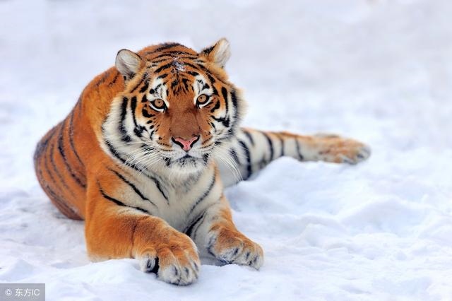 998年属虎几月命苦,98年虎男孩婚姻与事业"