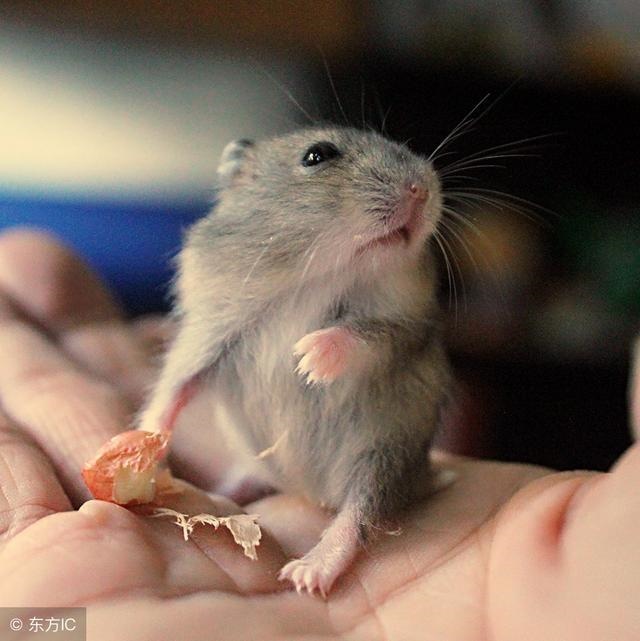 6年属鼠人注定的爱情，属鼠的和什么属相最配"