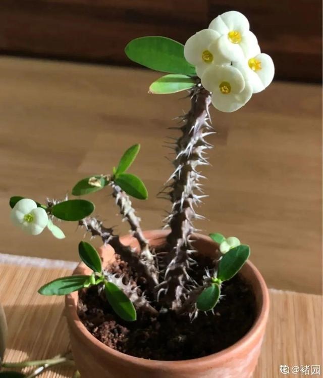 998属虎最忌几月出生，属虎出生更好六个吉日"