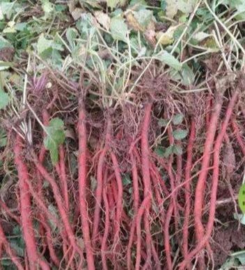 野生丹参图片大全大图，丹参泡水喝的功效与作用