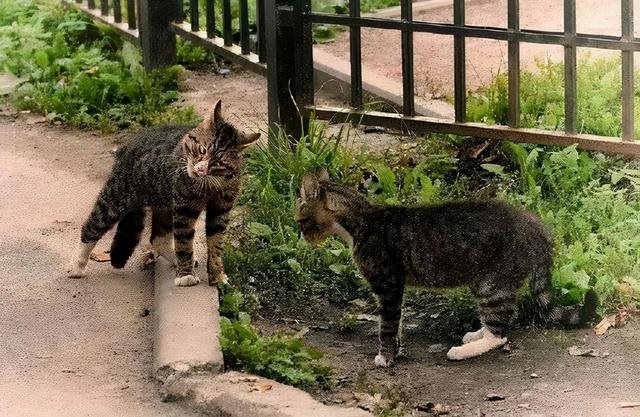 动物社交行为大全，女性人类动物