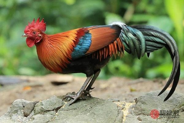 1年属什么生肖婚配,十二生肖更佳婚配表"