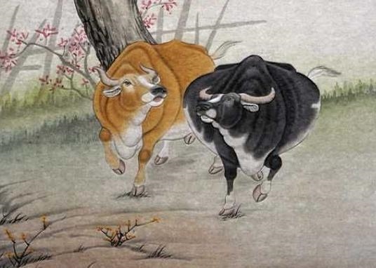 属牛的出生日期与命运，属牛人出生月的命运