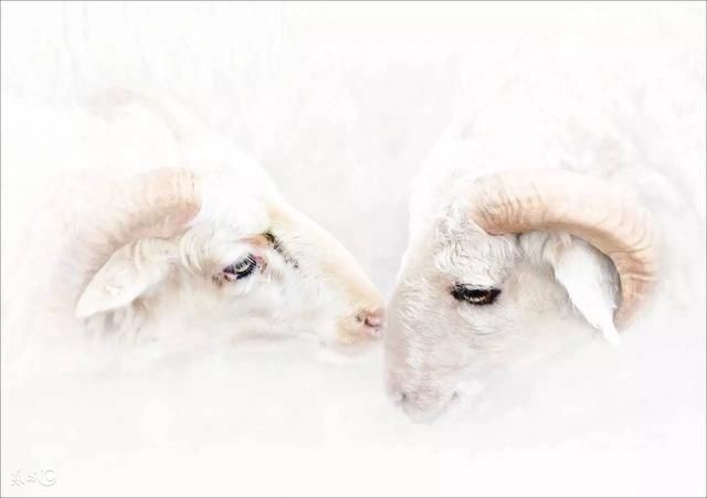 属羊的几月出生更好命男孩子，属羊的命苦十羊九不全