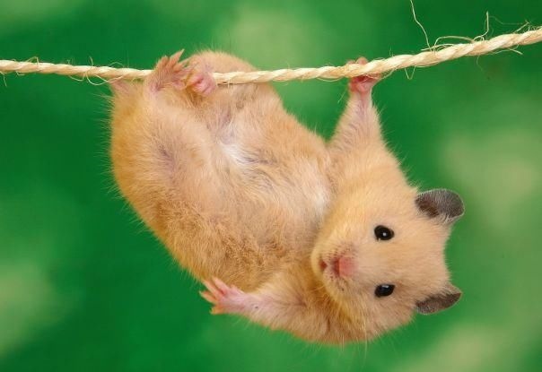 属鼠男和属兔女相配吗,96年属鼠男跟99年属兔女