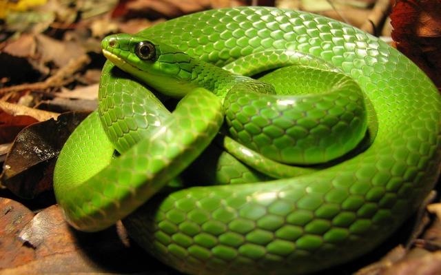 属蛇远离哪种生肖，什么生肖最阴险