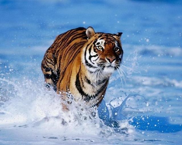 十二生肖相冲表，十二生肖相冲相克图