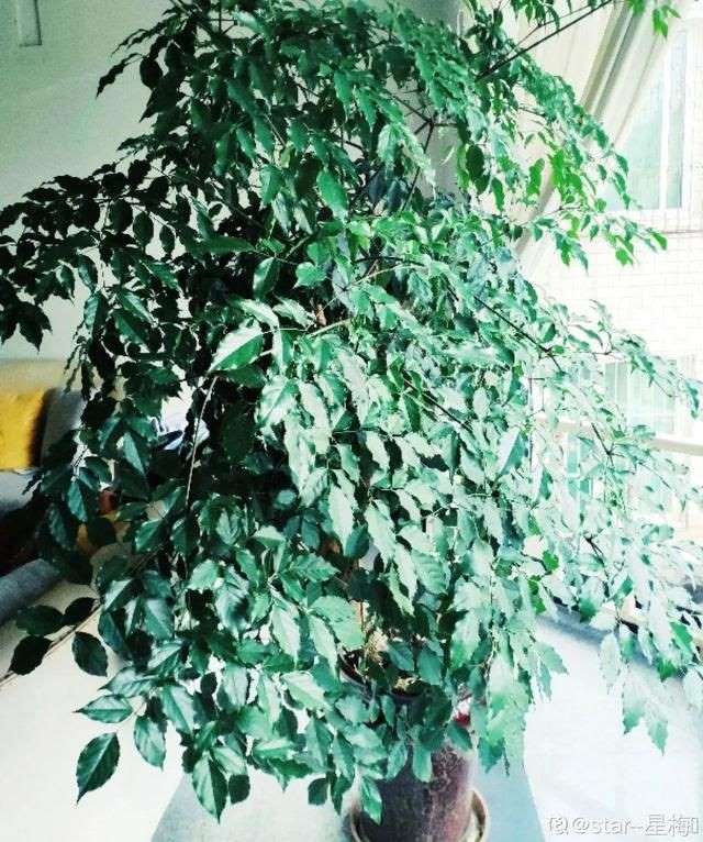 998属虎最忌几月出生，属虎出生更好六个吉日"