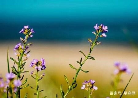 属蛇的未来五年运势，属蛇人近5年运势