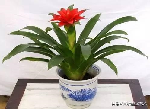 属龙和属猪的财运如何，猪和龙相克吗