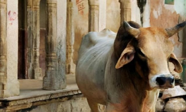 蛇男和牛女会幸福吗，蛇男和牛女的默契