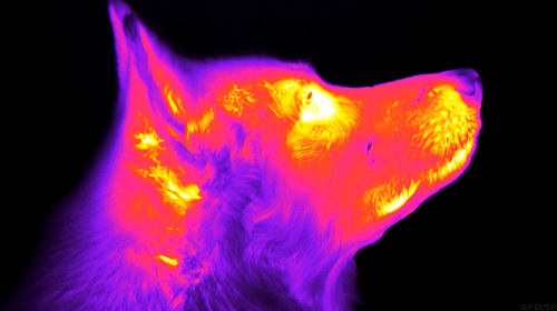 动物之间怎么交流，动物之间打招呼的方式