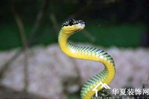 蛇和什么生肖最不配，蛇和什么生肖最配相克