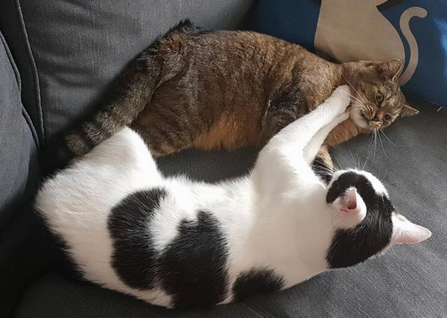 动物社交行为大全，女性人类动物