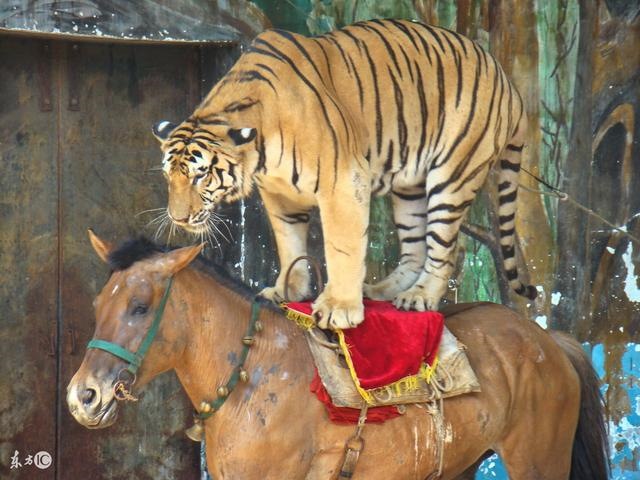 属猪男和属龙女的婚姻相配吗，属猪与属龙的合不合