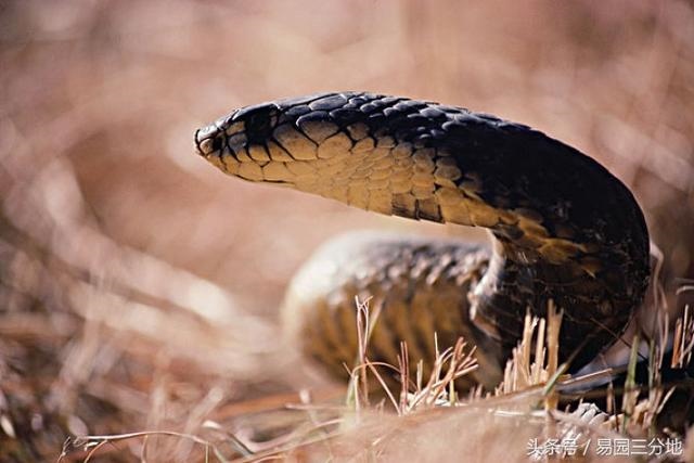 属蛇女孩哪个时辰出生，千万别娶属蛇的女人